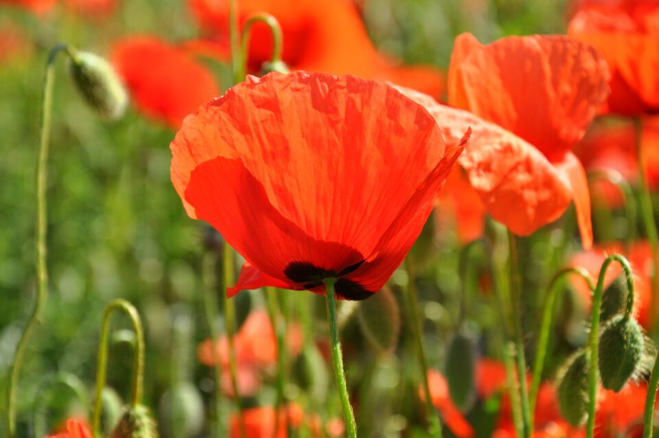 Poppy nature field