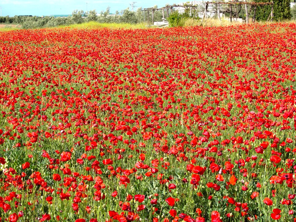 Wild field wild flower red flower