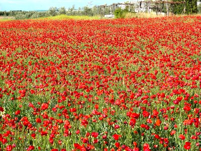 Wild field wild flower red flower