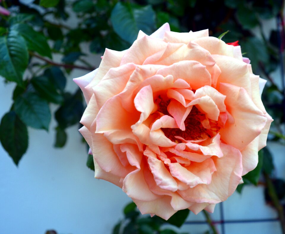 Bloom blossom bloom