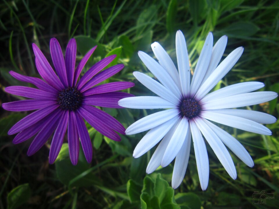 Photography said najjar