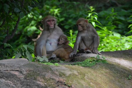 Nepal pashupatinath holy monkeys