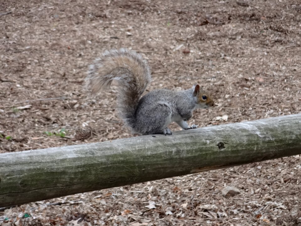 Squirrel animal Free photos