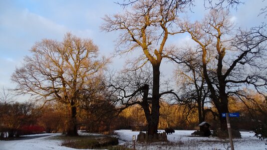 Old trees winter trees zoo