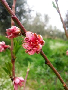 Pink flowers nectarines fruit trees