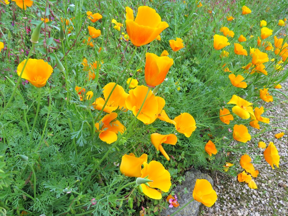 Poppies california garden