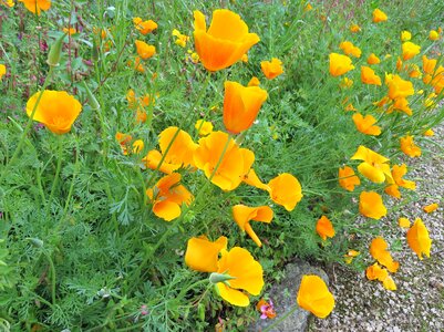 Poppies california garden