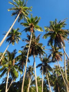 Horse island coconut trees woods
