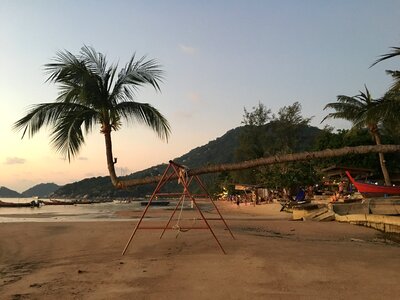 Thailand krabi coconut trees photo