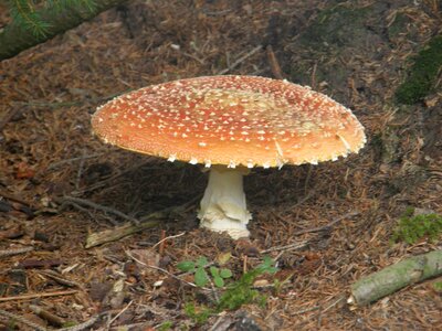 Amanitas mushrooms amanita muscaria