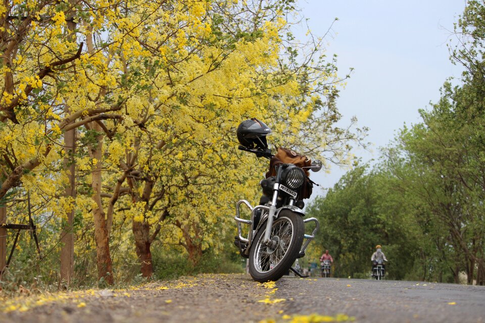 Yellow spring nature