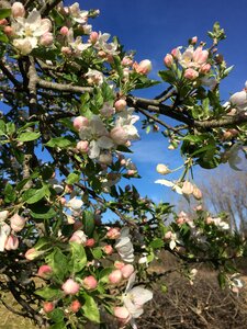Blooming blossom apple