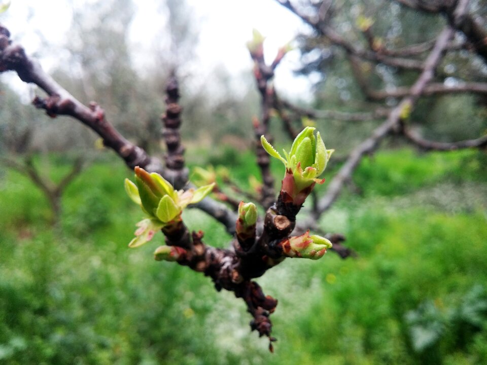Spring greece plants