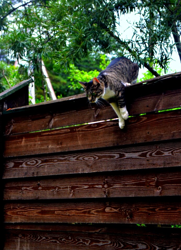 Readiness animals cats