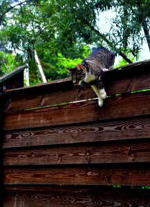 Readiness animals cats