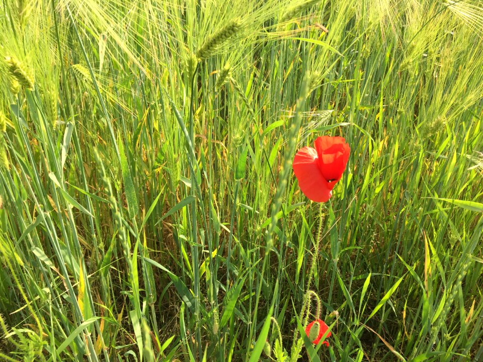 Grass field