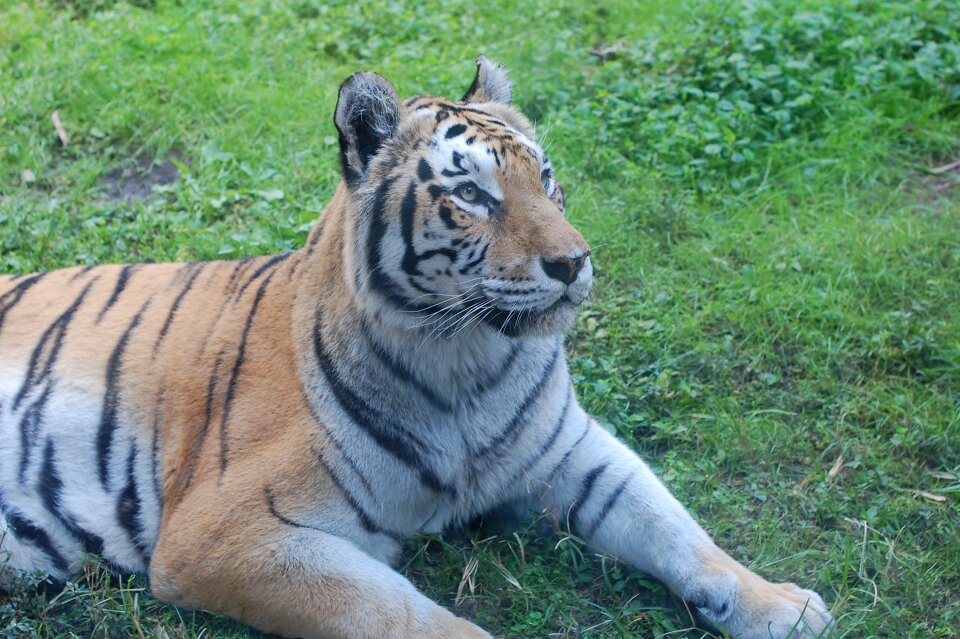 Stripes tigris portrait