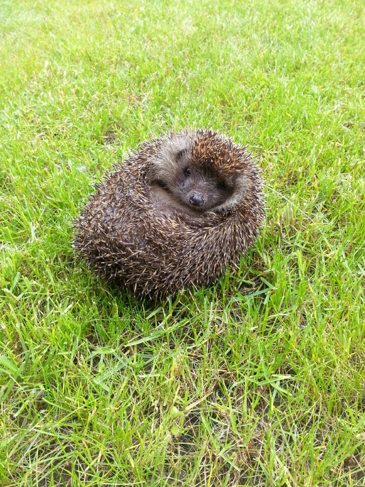 Cute prickly animal nature