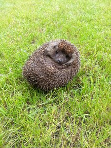 Cute prickly animal nature