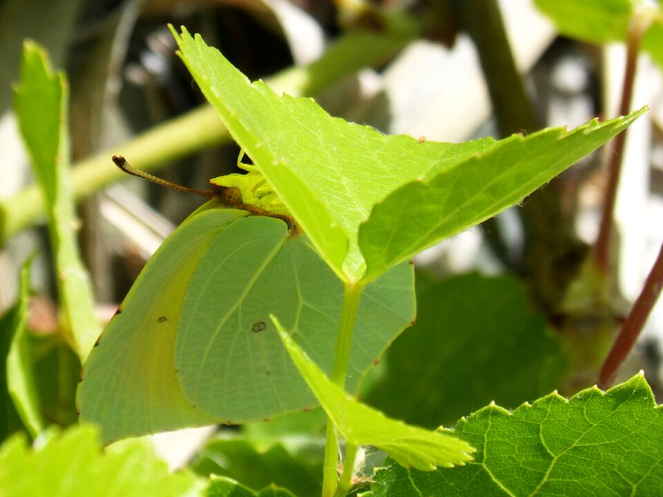 Leaf cleopatra gonepteryx cleopatra