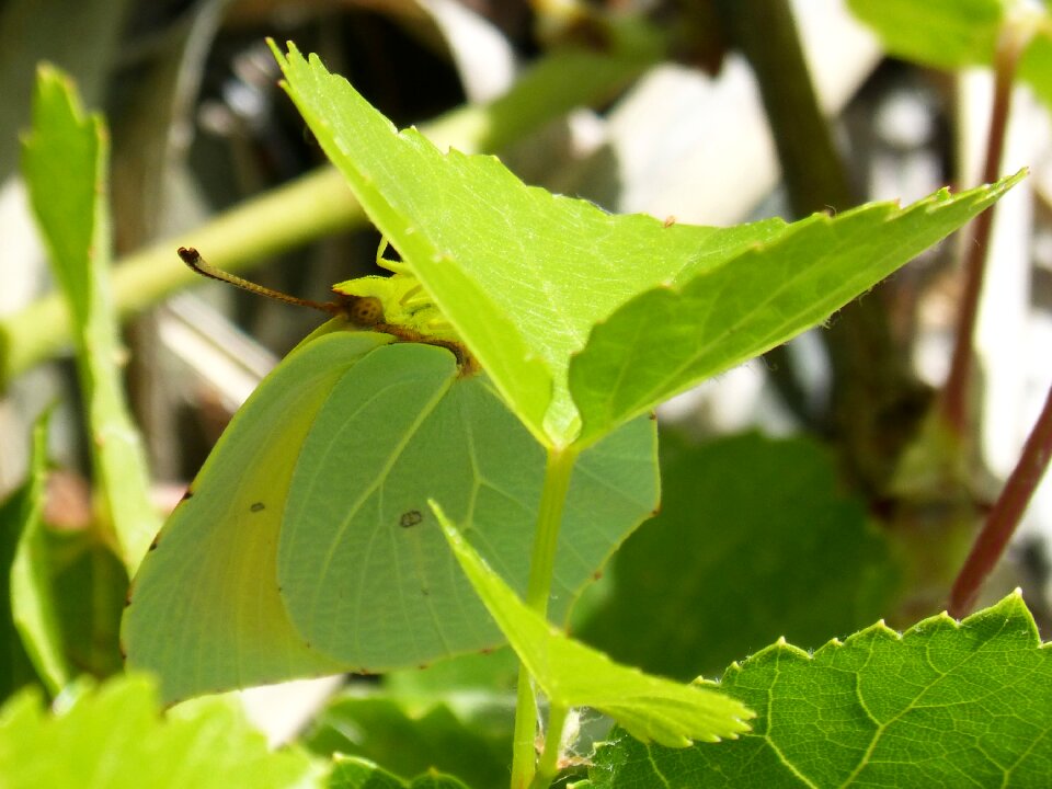 Leaf cleopatra gonepteryx cleopatra photo