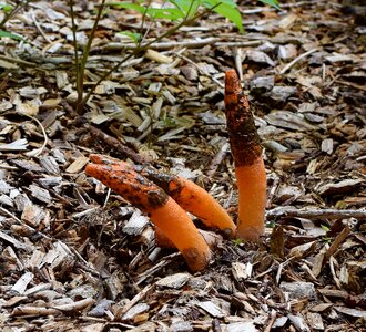 Pungent mushroom fungi photo