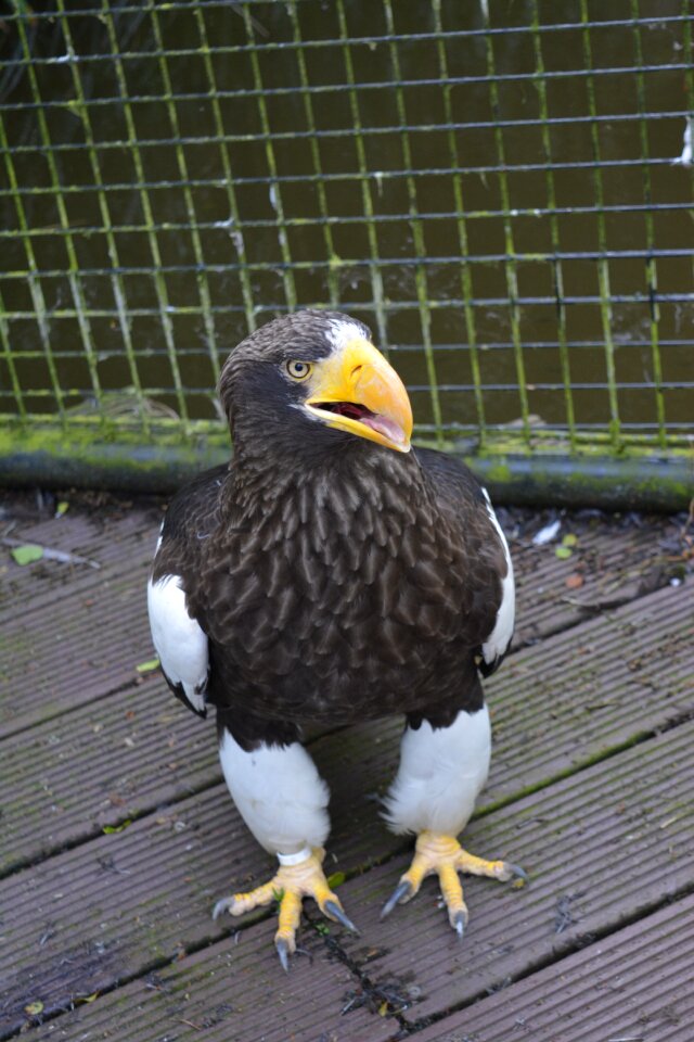 Eagle predator wildlife
