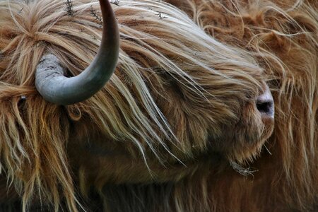Animal highland cattle photo