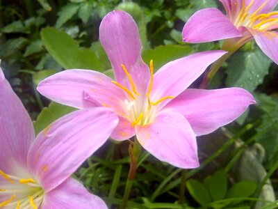 Orchid beauty plant