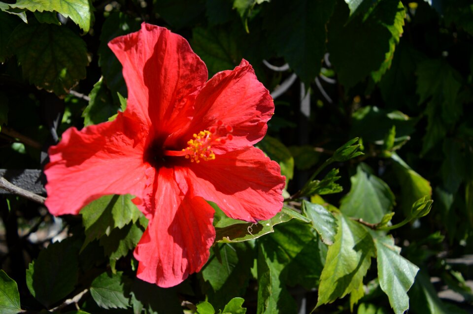 Delicate flower spring nature