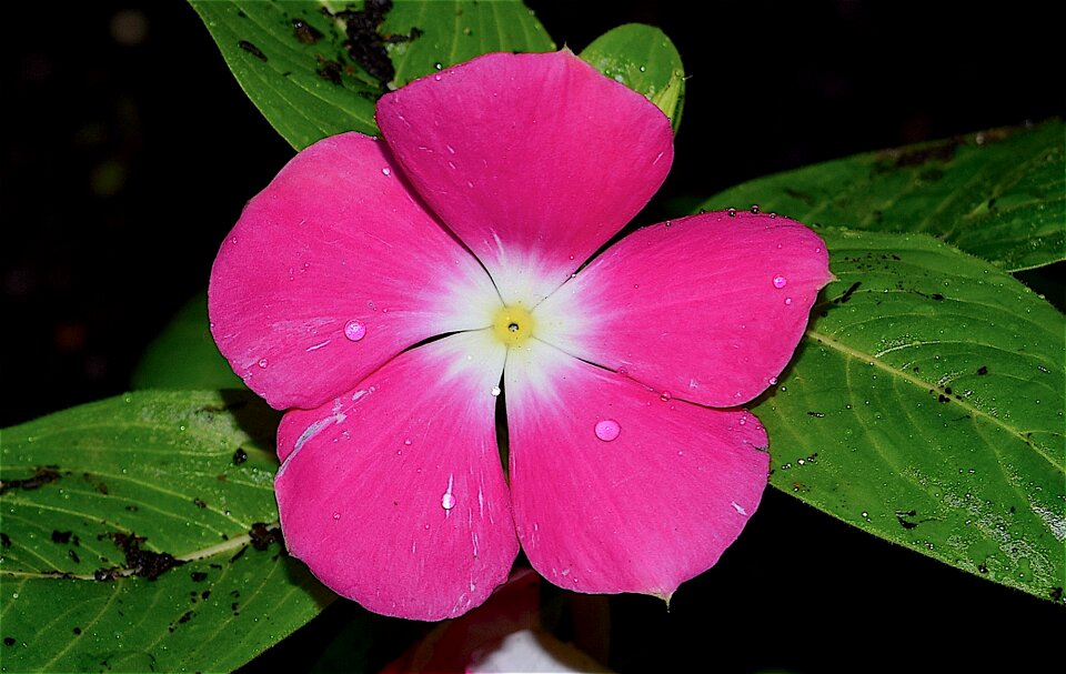 Pink vibrant garden