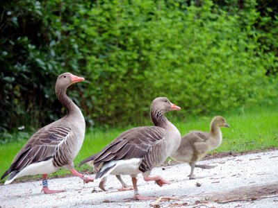 Birds animal nature