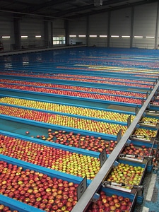 Sorting plant apple southern germany
