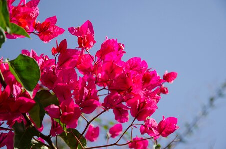 Sky blue pink flower photo