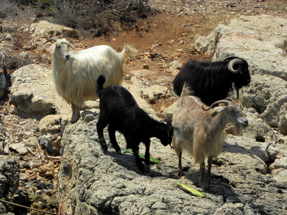 Animal nature
