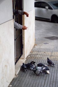 Birds elderly freedom