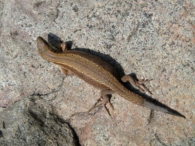 Nature lizard