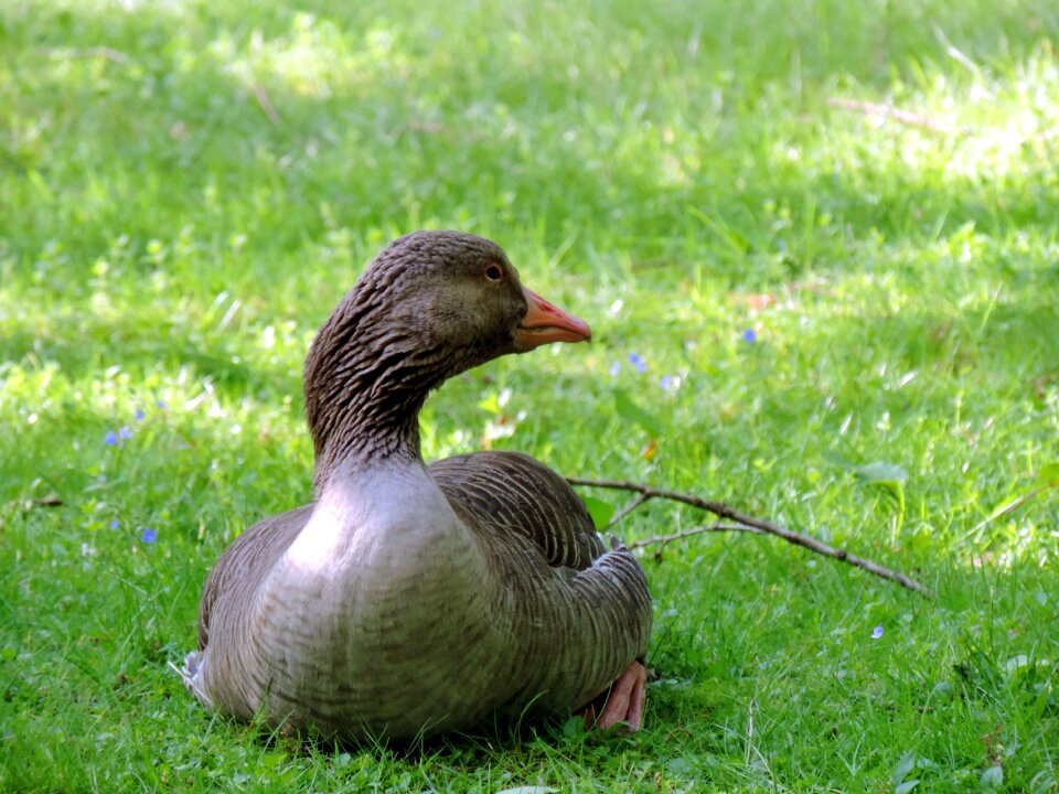 Duck bird nature animal