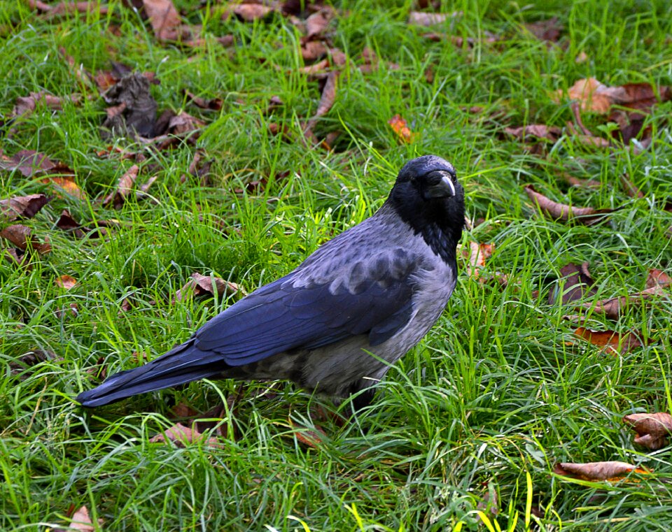 Crow nature birds