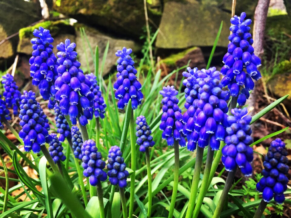 Blue spring nature