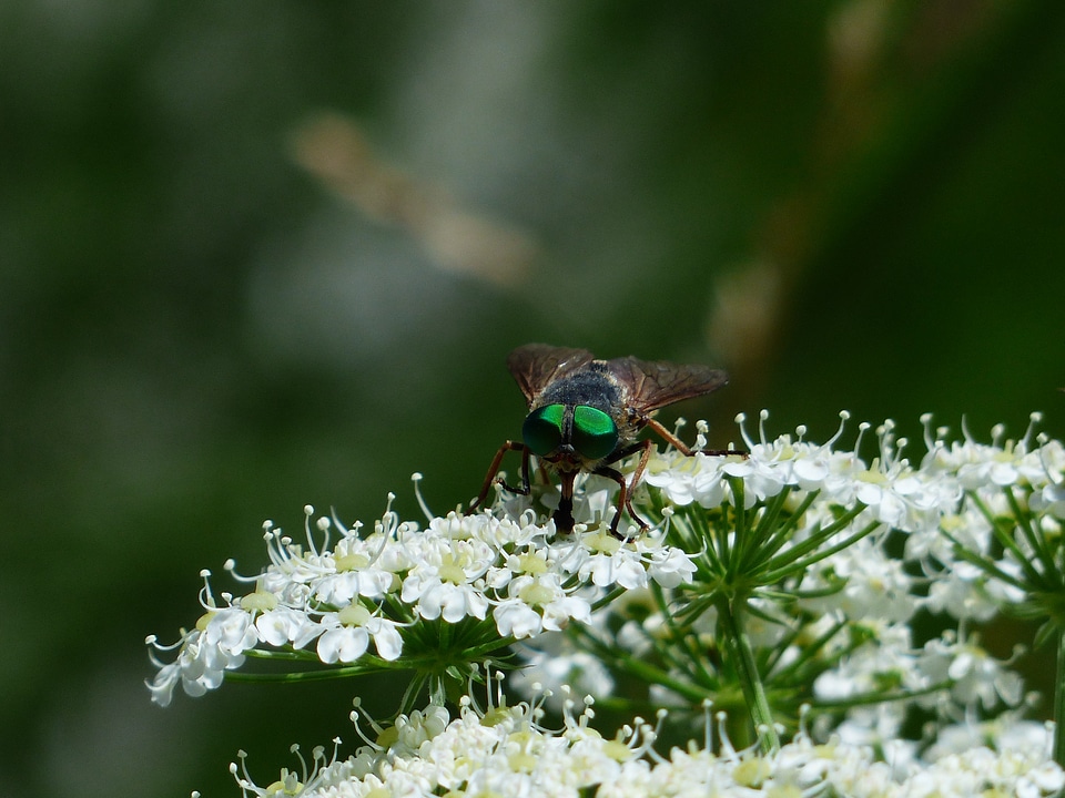 Insect tabanus bovinus fly art