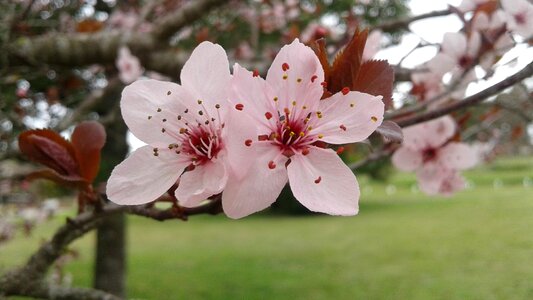 America fruit plant