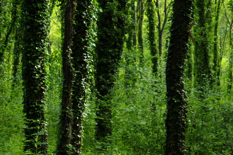 Leaves green nature