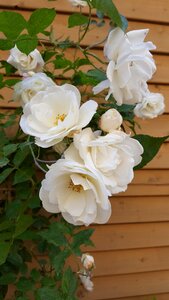 Rose bush white rose village courtyard photo