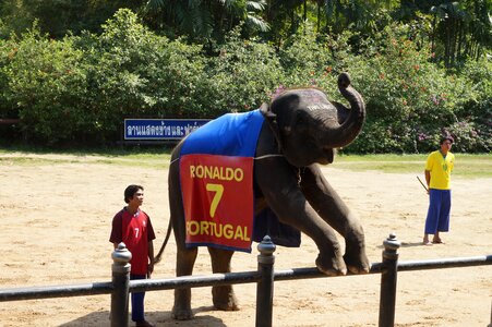Thailand packages elephant