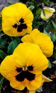 Yellow daisy eyes