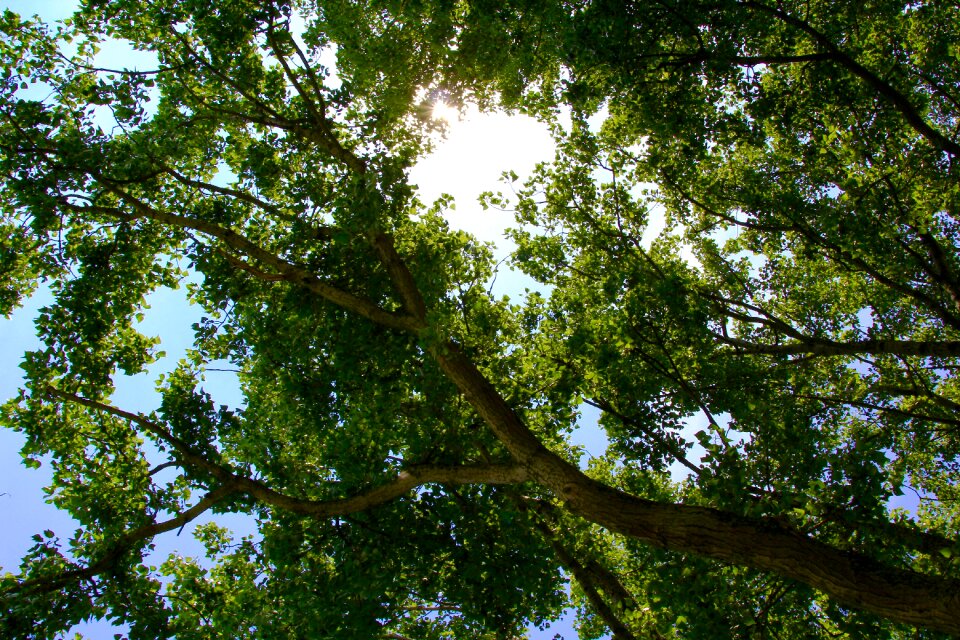 Sunlight summer green