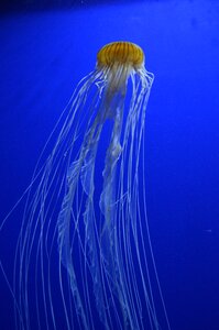 Aquarium swim photo