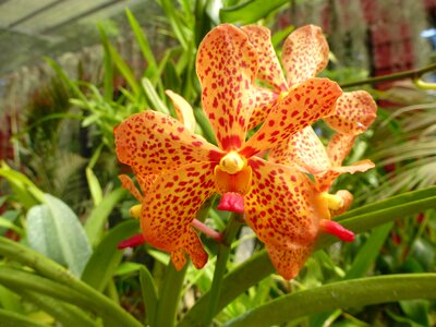 Orchid flower orange orchid yellow orchid