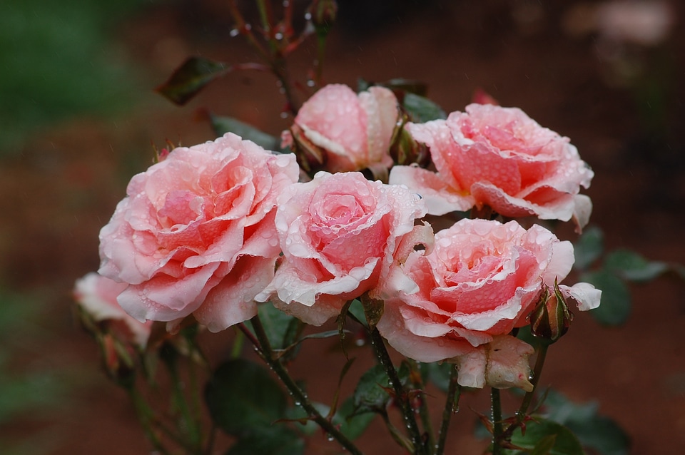 Floral romantic plant